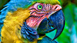 Parrot