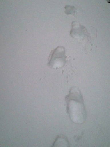 12442897_10153391811208269_577217077_n